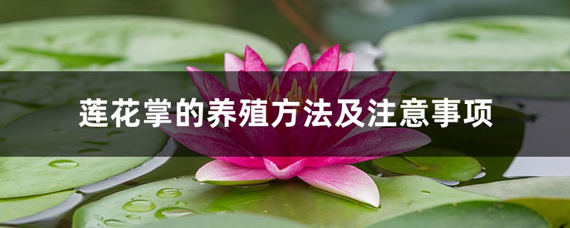 莲花掌的养殖方法及注意事项 莲花掌的养殖方法及注意事项