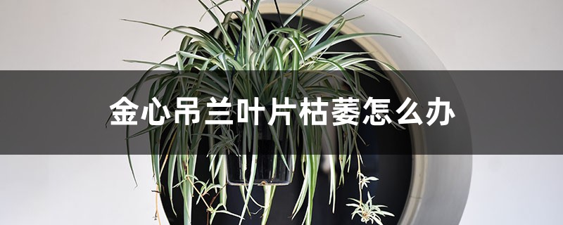 金心吊兰叶片枯萎怎么办 金心吊兰叶片枯萎怎么办