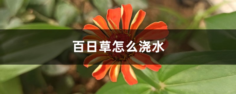 百日草怎么浇水 百日草怎么浇水