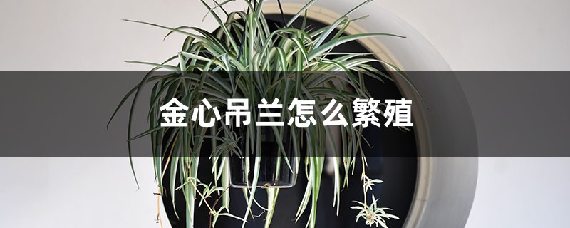 金心吊兰怎么繁殖 金心吊兰怎么繁殖
