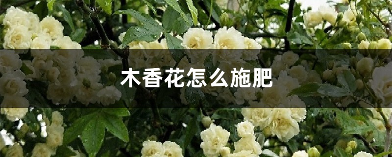 木香花怎么施肥 木香花怎么施肥