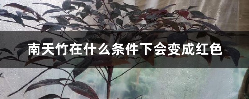 南天竹在什么条件下会变成红色 南天竹在什么条件下会变成红色
