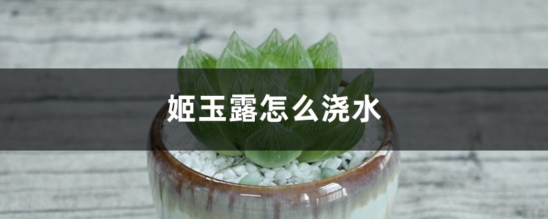姬玉露怎么浇水 姬玉露怎么浇水