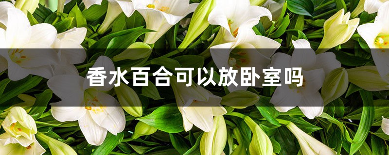 香水百合可以放卧室吗 香水百合可以放卧室吗