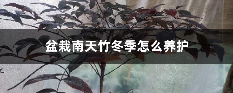 盆栽南天竹冬季怎么养护 盆栽南天竹冬季怎么养护