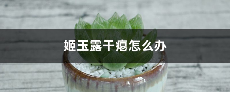 姬玉露干瘪怎么办 姬玉露干瘪怎么办