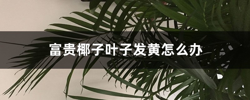 富贵椰子叶子发黄怎么办 富贵椰子叶子发黄怎么办