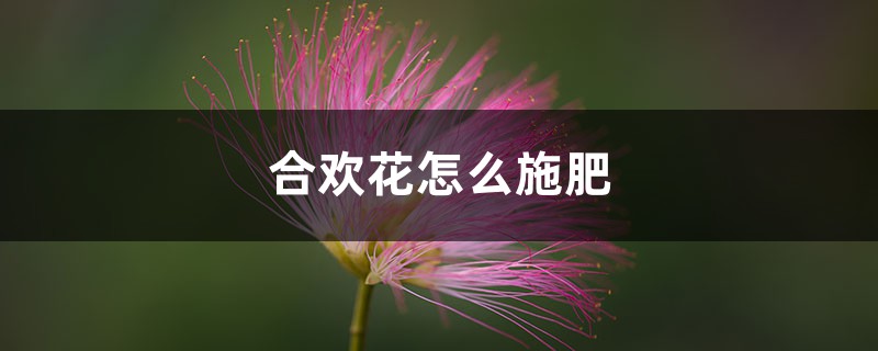 合欢花怎么施肥 合欢花怎么施肥
