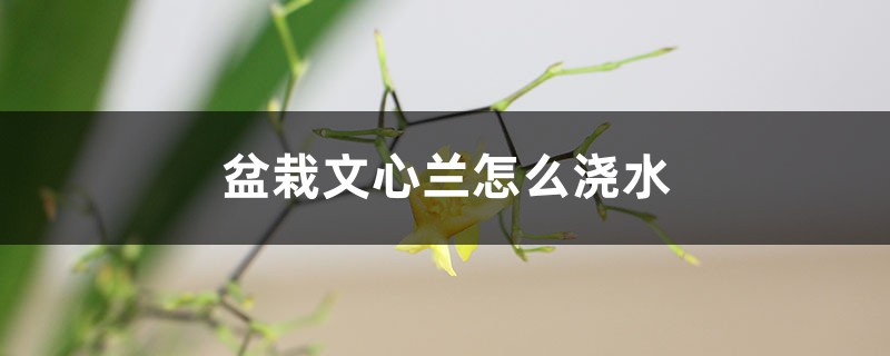 盆栽文心兰怎么浇水 盆栽文心兰怎么浇水
