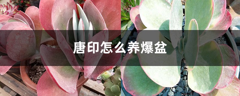 唐印怎么养爆盆 唐印怎么养爆盆