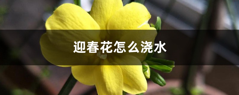 迎春花怎么浇水 迎春花怎么浇水