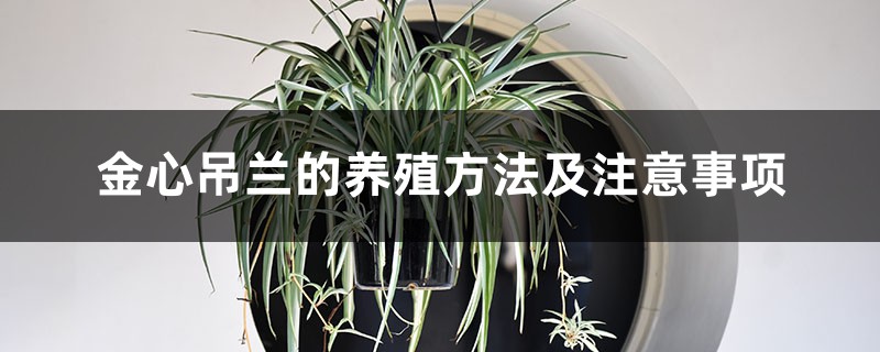 金心吊兰的养殖方法及注意事项 金心吊兰的养殖方法及注意事项