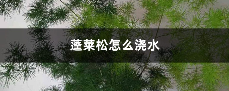 蓬莱松怎么浇水 蓬莱松怎么浇水