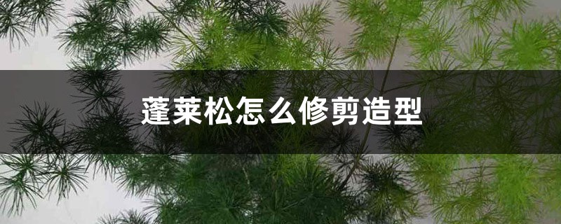 蓬莱松怎么修剪造型 蓬莱松怎么修剪造型