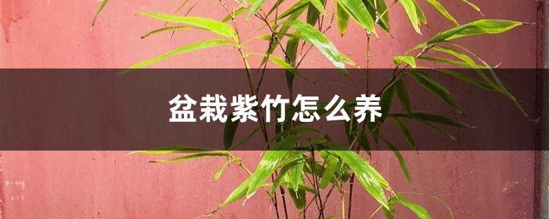 盆栽紫竹怎么养 盆栽紫竹怎么养