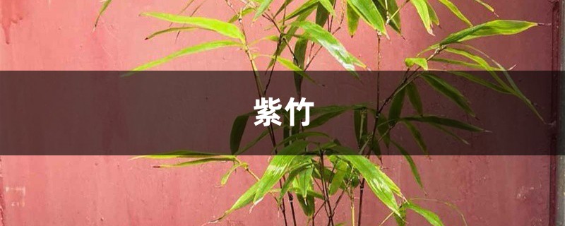 紫竹的叶子发黄怎么办?找到原因很关键! 紫竹的叶子发黄怎么办?找到原因很关键!
