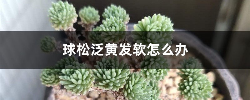 球松泛黄发软怎么办 球松泛黄发软怎么办