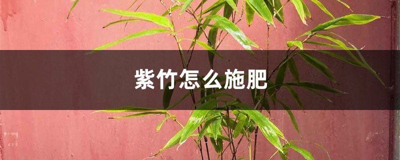紫竹怎么施肥 紫竹怎么施肥