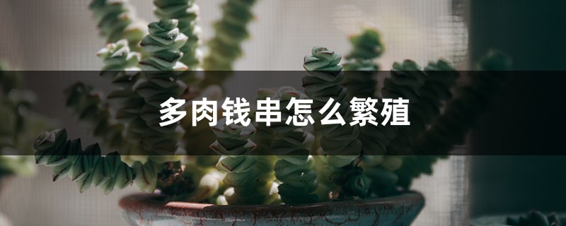 多肉钱串怎么繁殖 多肉钱串怎么繁殖