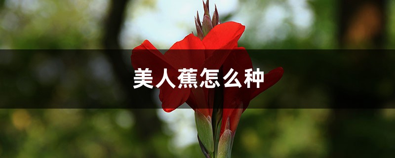 美人蕉怎么种 美人蕉怎么种