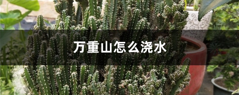 万重山怎么浇水 万重山怎么浇水