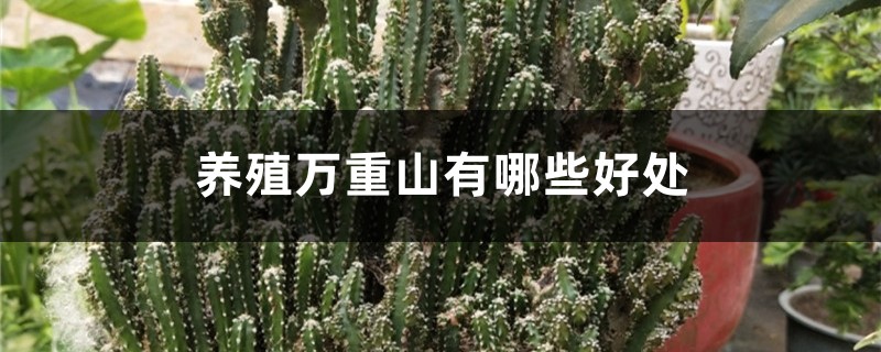 养殖万重山有哪些好处 养殖万重山有哪些好处