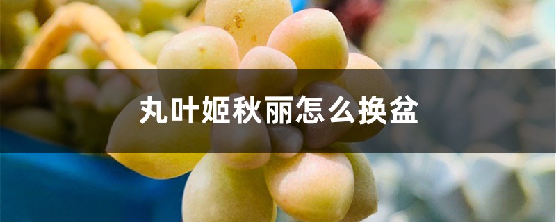 丸叶姬秋丽怎么换盆 丸叶姬秋丽怎么换盆
