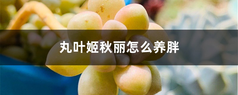 丸叶姬秋丽怎么养胖 丸叶姬秋丽怎么养胖