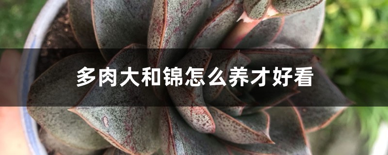 多肉大和锦怎么养才好看 多肉大和锦怎么养才好看