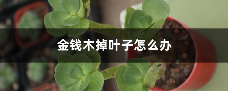 金钱木掉叶子怎么办 金钱木掉叶子怎么办