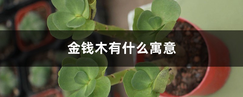 金钱木有什么寓意 金钱木有什么寓意