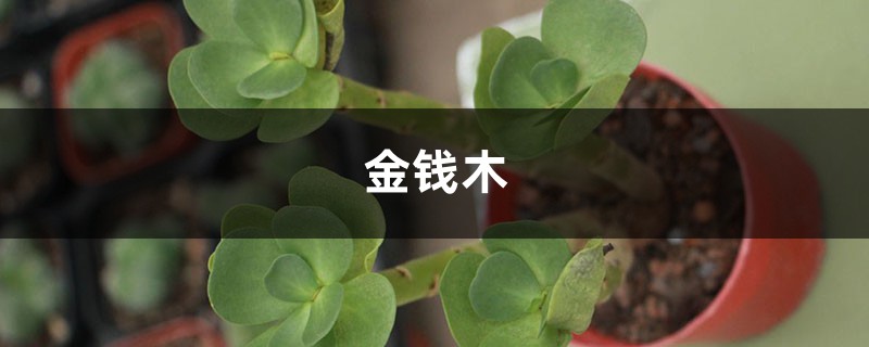 金钱木烂根怎么办?具体情况具体分析! 金钱木烂根怎么办?具体情况具体分析!
