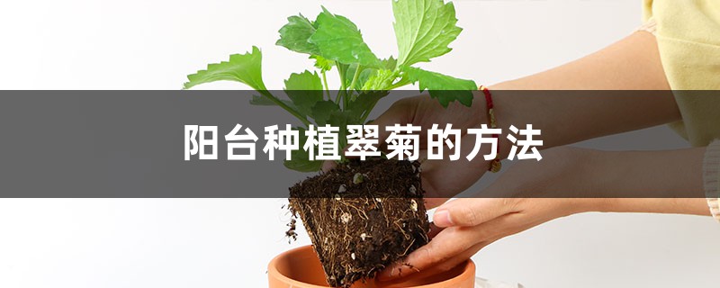 阳台种植翠菊的方法 阳台种植翠菊的方法
