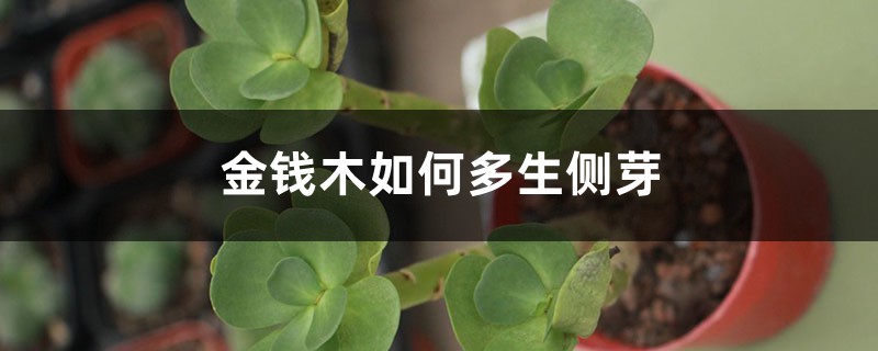 金钱木如何多生侧芽 金钱木如何多生侧芽