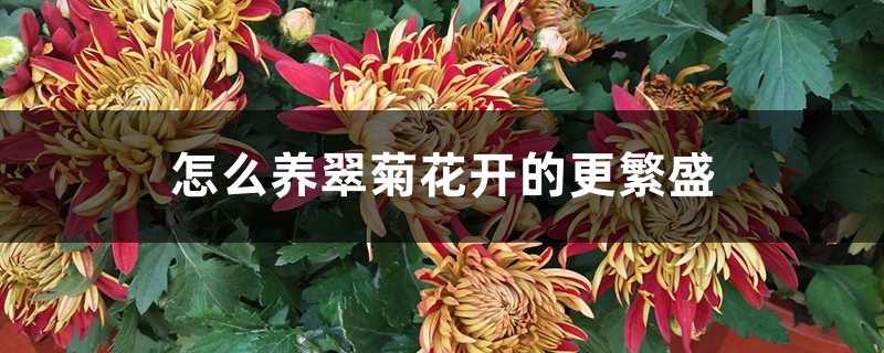 怎么养翠菊花开的更繁盛 怎么养翠菊花开的更繁盛