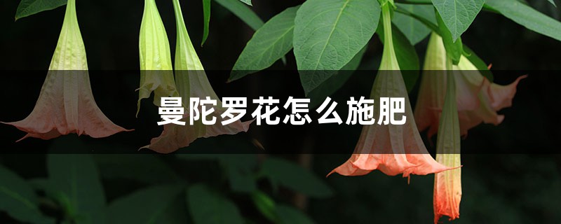 曼陀罗花怎么施肥 曼陀罗花怎么施肥