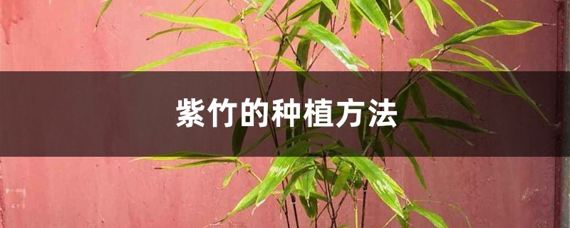紫竹的种植方法 紫竹的种植方法
