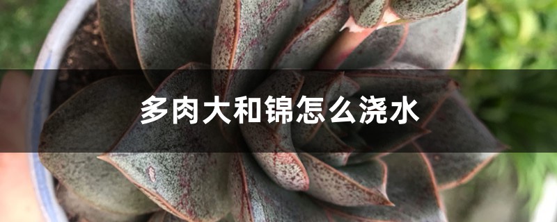 多肉大和锦怎么浇水 多肉大和锦怎么浇水