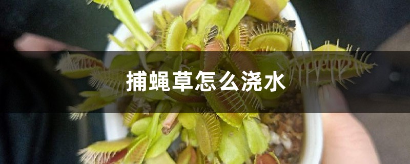 捕蝇草怎么浇水 捕蝇草怎么浇水