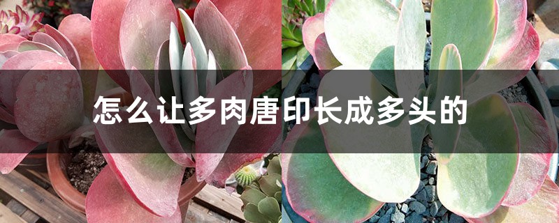 怎么让多肉唐印长成多头的 怎么让多肉唐印长成多头的