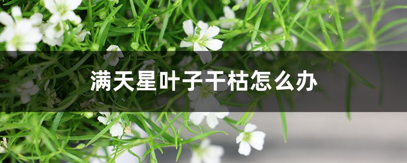 满天星叶子干枯怎么办 满天星叶子干枯怎么办