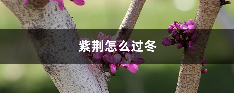 紫荆怎么过冬 紫荆怎么过冬