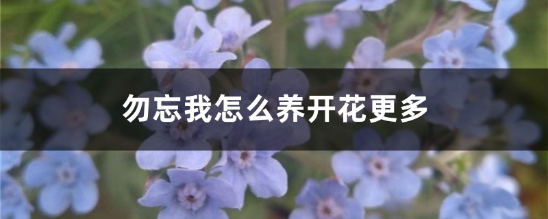 勿忘我怎么养开花更多
