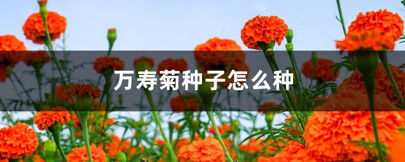 万寿菊种子怎么种 万寿菊种子怎么种