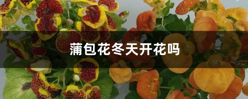 蒲包花冬天开花吗 蒲包花冬天开花吗