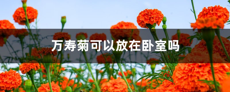 万寿菊可以放在卧室吗 万寿菊可以放在卧室吗