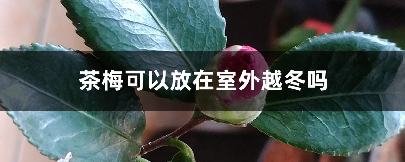 茶梅可以放在室外越冬吗 茶梅可以放在室外越冬吗