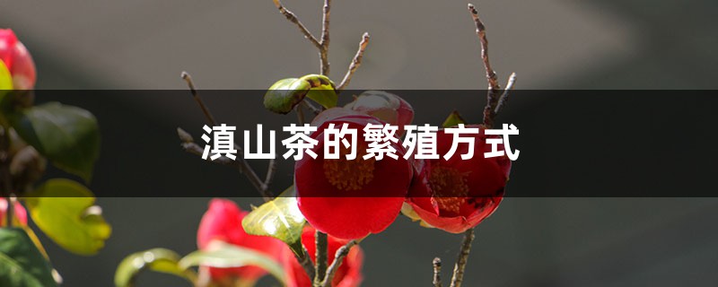 滇山茶的繁殖方式 滇山茶的繁殖方式