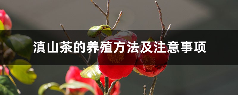 滇山茶的养殖方法及注意事项 滇山茶的养殖方法及注意事项