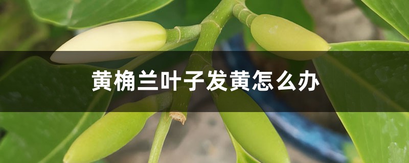 黄桷兰叶子发黄怎么办 黄桷兰叶子发黄怎么办